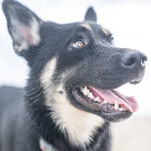 Meet your Posher, Loren